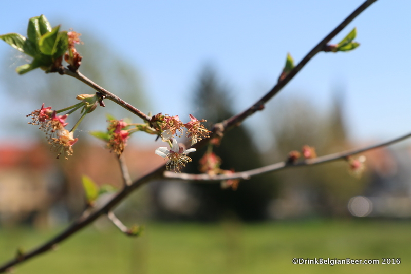 A close up of a branch with young Schaarbeekse cherries in a future 3 Fonteinen orchard of cherry trees.