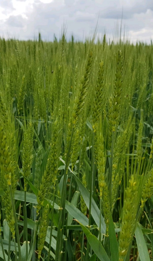 A view of a field of winter wheat that Sako grew in 2019. Photo courtesy Brouwerij Sako. 